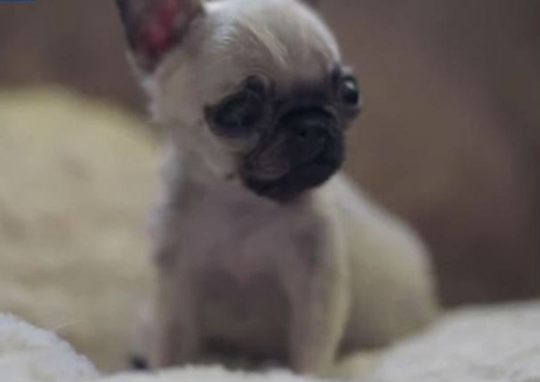 ¡Muy tierno! Este sería el perro pug más pequeño del mundo (VIDEO)