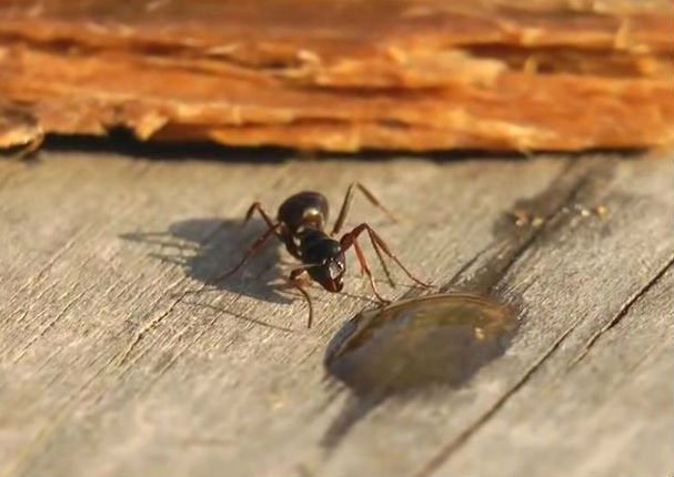 Mira cómo esta hormiga se emborracha igual que un humano (VIDEO)