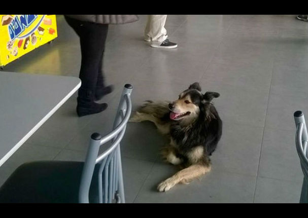 ‘Rambo’, el perro que fue abandonado en terminal terrestre tuvo un final feliz
