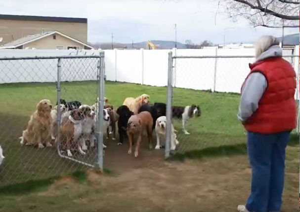 ¡Sorprendente! Mujer le enseñó a sus 16 perros a esperar su turno (VIDEO)