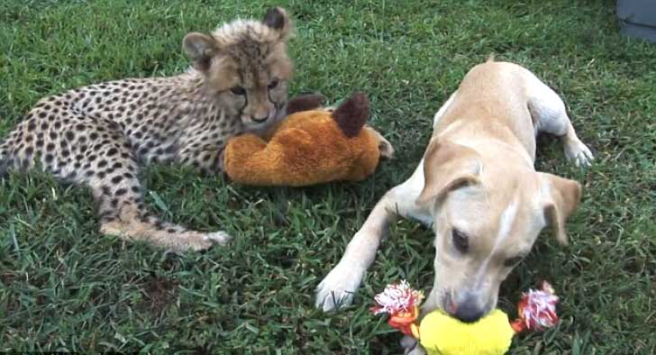 Guepardo y tierno cachorrito  son amigos inseparables (VIDEO)