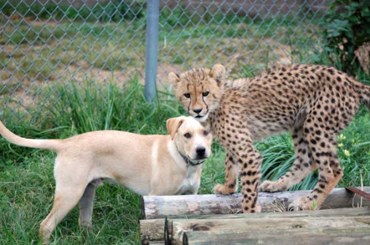 Guepardo y tierno cachorrito  son amigos inseparables (VIDEO)