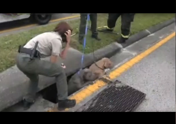 Bomberos lograron rescatar a perros atrapados en alcantarilla (VIDEO)
