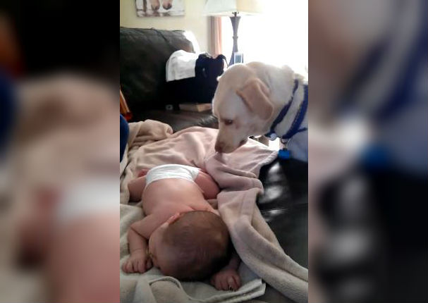 Te sorprenderá lo que hace este perro cuando un bebé siente frío (VIDEO)