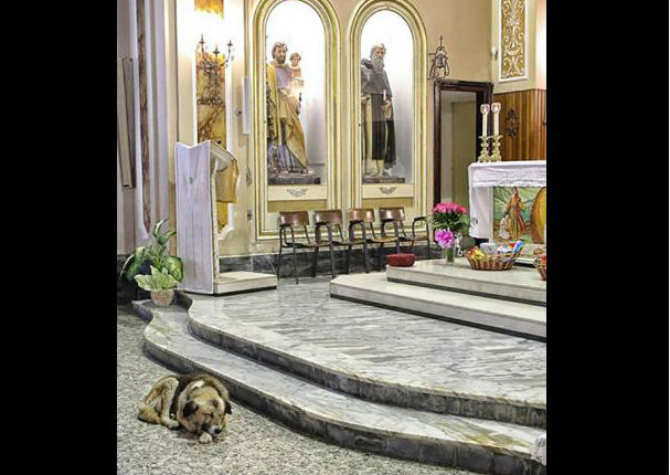 Perro que va a misa para ‘recordar’ a su dueña conmueve al mundo (FOTOS)