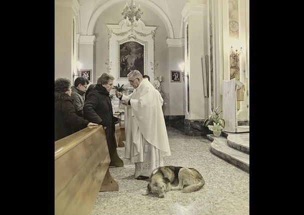 Perro que va a misa para ‘recordar’ a su dueña conmueve al mundo (FOTOS)