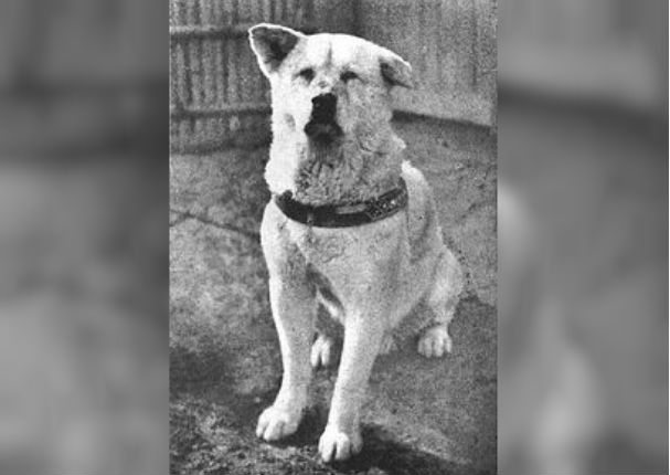 ¡Inédito! Aparece una conmovedora foto de Hachiko, el perro más fiel