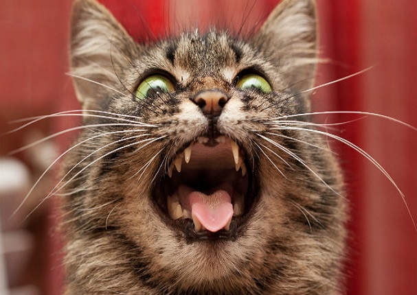 10 cosas que los gatos odian de los humanos