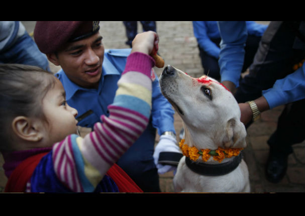 Conoce el Tihar, el festival que rinde homenaje a los perros (VIDEO)