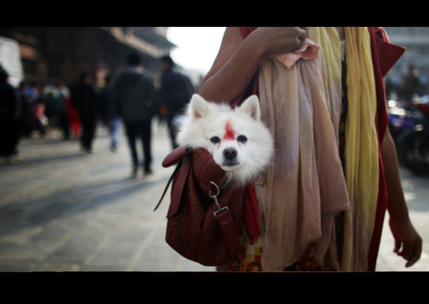 Conoce el Tihar, el festival que rinde homenaje a los perros (VIDEO)