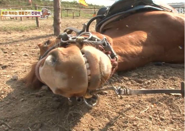 YouTube: No vas a creer cómo este caballo se hace el muerto para no trabajar