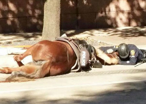 Facebook: Su caballo agonizaba y él no se separó ni un momento de su lado