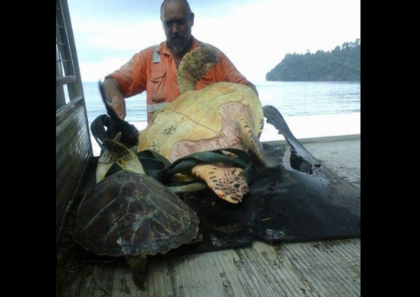 Facebook: Conoce al hombre que compra tortugas y las devuelve al mar (FOTOS)