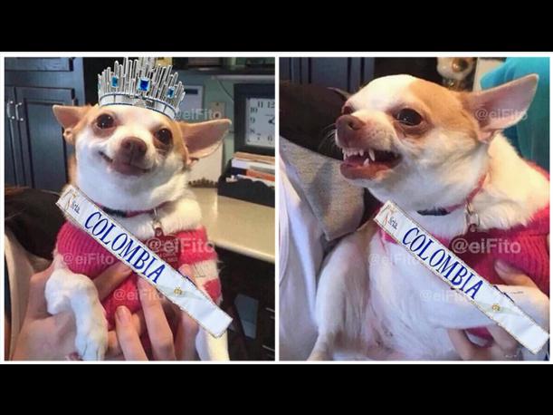 Mira los memes tras error en Miss Universo 2015