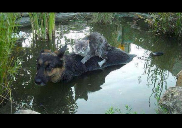 Facebook: La foto de este perro con un gato se volvió viral por una tierna razón...