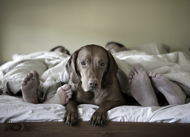 Mascotas: ¿Es bueno dormir con ellas?