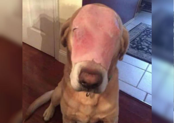 Facebook: Foto de perro con un jamón en la cara fue el engaño más viral de 2015