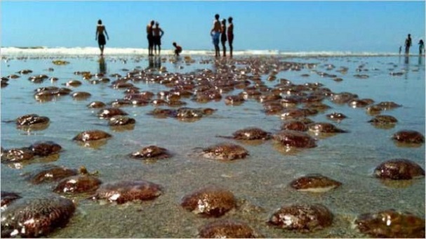 Verano 2016: Cuidado, estas son las playas donde podrías toparte con medusas