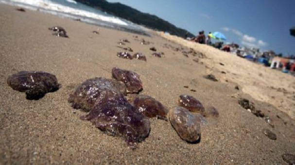 Verano 2016: Cuidado, estas son las playas donde podrías toparte con medusas