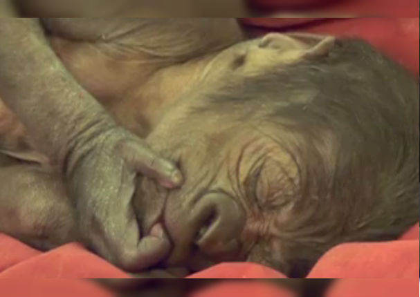 Facebook: Graban tierno nacimiento por cesárea de bebé gorila (VIDEO)