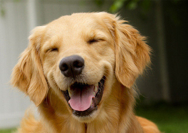 8 razones para saber si tu perro es feliz