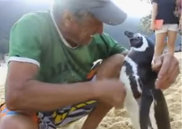 YouTube: Pingüino regresa cada año a visitar al hombre que le salvó la vida