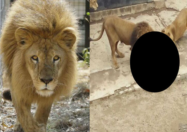 Joven suicida  se mete a jaula de leones y lo que pasó después fue peor-VIDEO