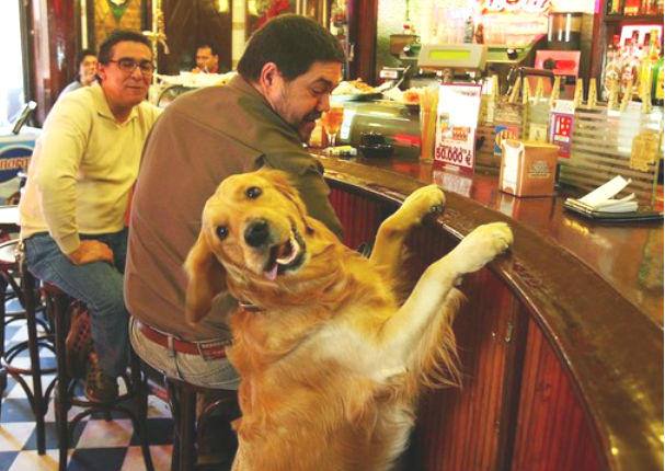 ¡Para tus perritos! 6 cafeterías a donde puedes ir con tus mascotas