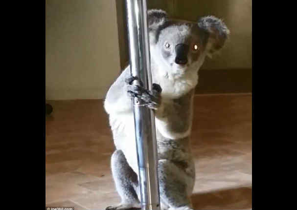 YouTube:  Conoce al koala que realizó un divertido 'pole dance'