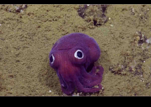 YouTube:  Conoce al  calamar más extraño del mundo