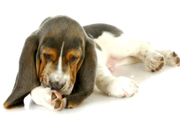 Consejos: 5 razones porque tu perro se lame tanto las patas