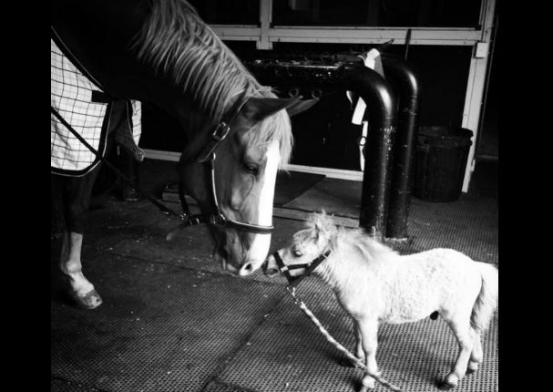 Facebook: ¿Conoces al 'caballo más enano de mundo'? - FOTOS