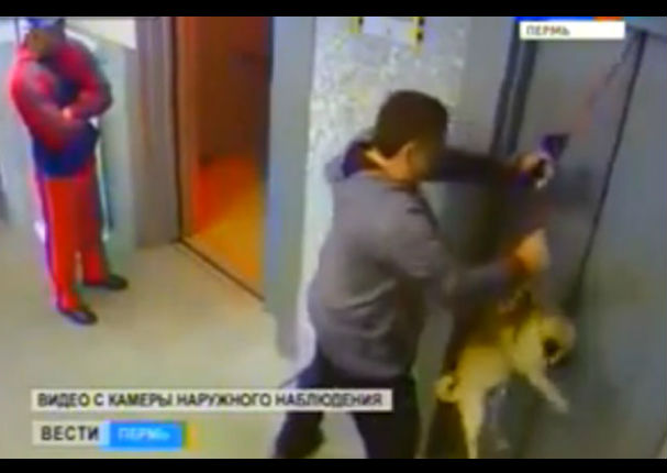 YouTube: Perro travieso casi pierde la vida en un ascensor