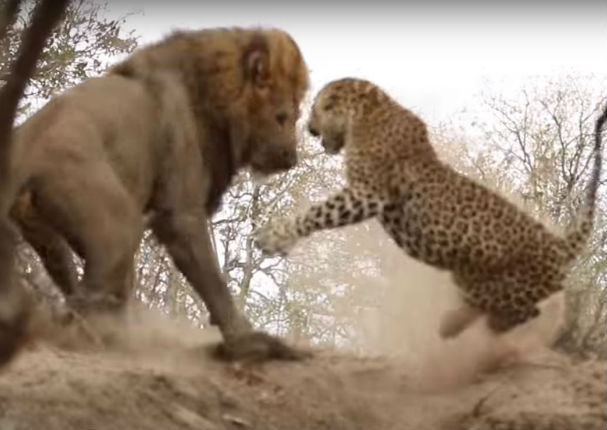YouTube:  Así fue el enfrentamiento entre un león y un leopardo