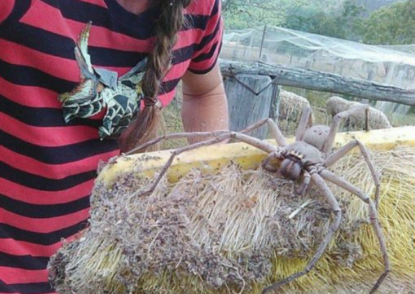 Twitter: Araña gigante causó asombro en las redes sociales - FOTOS