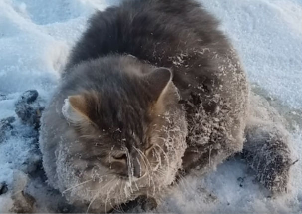 YouTube: Salvaron a gato congelado y quedó con este 'look'