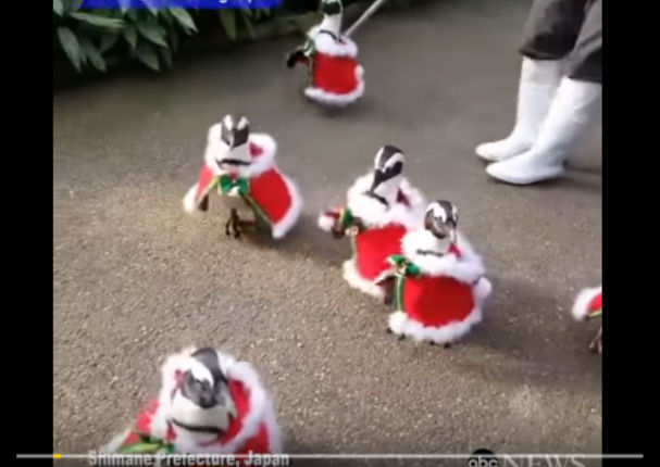 YouTube: Mira el pasacalle de pingüinos navideños