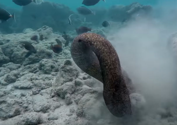YouTube: La pelea entre un pulpo y una anguila  tuvo un final inesperado
