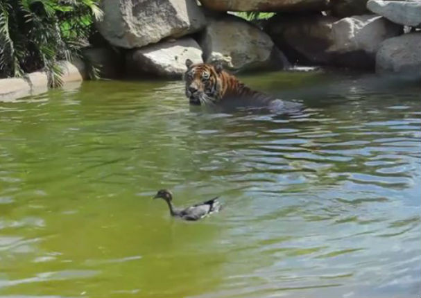 Facebook: Pato se enfrenta a un tigre y ... - VIDEO