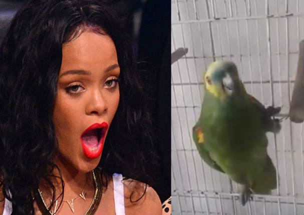 Apostamos a que este loro imita mejor a Rihanna que cualquiera de nosotros