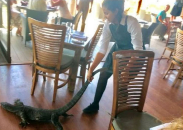 Facebook: Apareció lagarto en un restaurante y la mesera actuó de esta manera - VIDEO