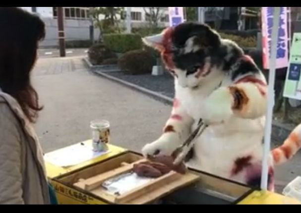 Facebook:  Mira el 'gato' que tiene habilidades culinarias - VIDEO