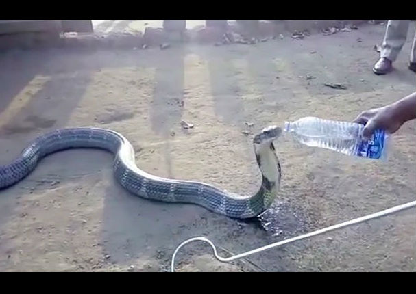 YouTube:  Le querían dar agua a enorme cobra e hizo ...