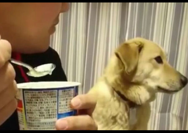 Viral: Perro tenía hambre e hizo este gesto - VIDEO