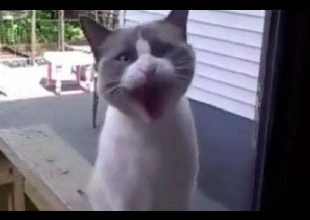 Facebook: Mira como este gato habla en español  - VIDEO