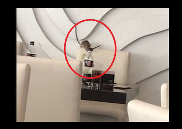 Viral: Gigante roedor sorprende a comensales en restaurante lujoso - VIDEO