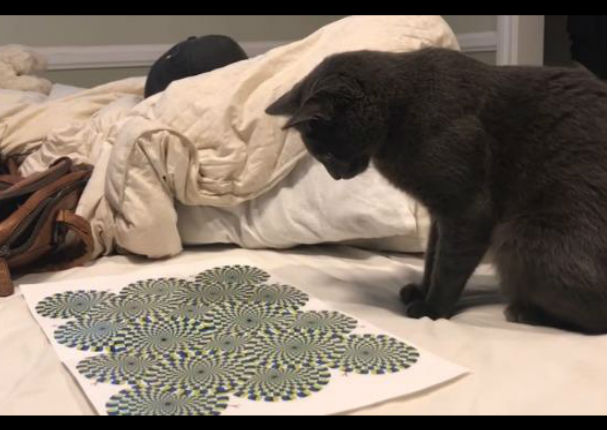 YouTube: Ilusión óptica deja hipnotizado a gato