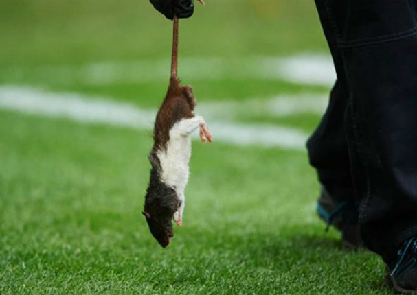YouTube: Hinchas descontentos lanzaron roedores durante este partido