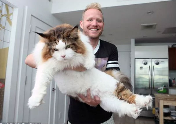 Viral: Conoce al gato más gordo y grande del mundo -FOTOS