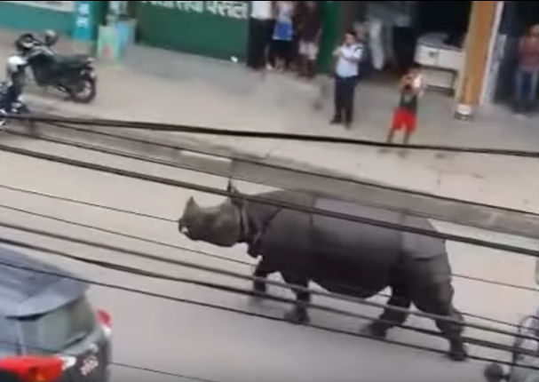 YouTube: Rinoceronte se descontrola  y 'corretea' a todos